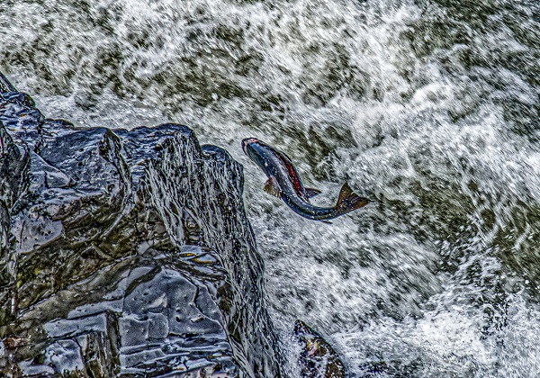 Salmon swimming up stream